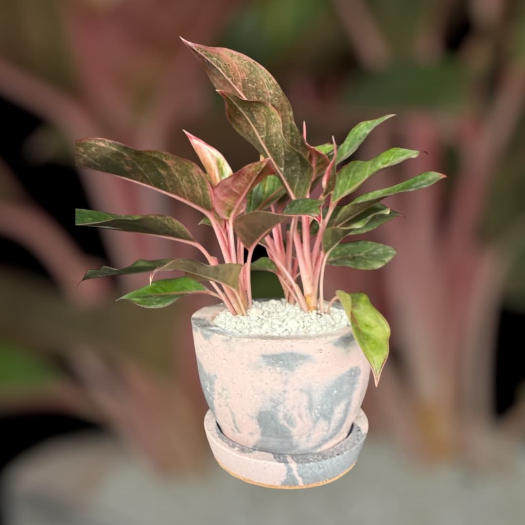 Maceta Nativa Esencia: maceta de concreto rosa y gris con plato, con una aglaonema de hojas rosadas