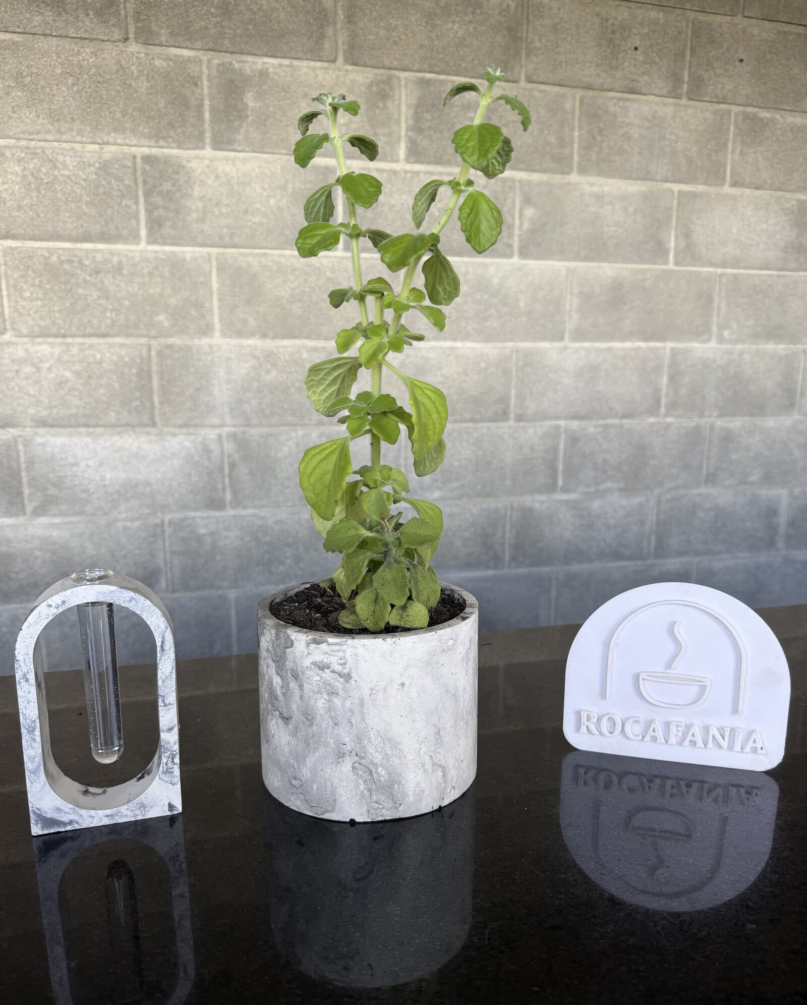 Kit Origen Completo: soporte ovalado y maceta cilíndrica de concreto con una planta, junto al logo de Rocafania